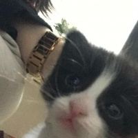 Tuxedo (Smokin) Kedi, Kedi  oglus fotoğrafı