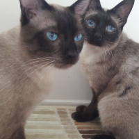 Siyam Kedisi, Kedi  Latte fotoğrafı