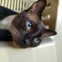 Siyam Kedisi, Kedi  Latte fotoğrafı