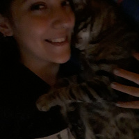 Tekir Kedi, Kedi  Huzur fotoğrafı