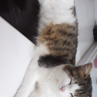 Tekir Kedi, Kedi  Lina fotoğrafı