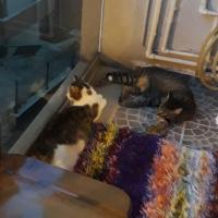Tekir Kedi, Kedi  Lina fotoğrafı