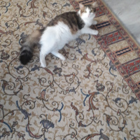 Tekir Kedi, Kedi  Lina fotoğrafı