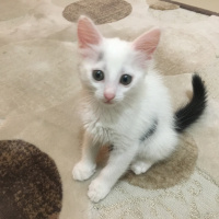 Tekir Kedi, Kedi  Minik fotoğrafı