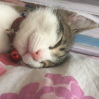Tekir Kedi, Kedi  Pati fotoğrafı