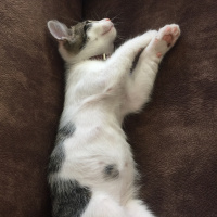 Tekir Kedi, Kedi  Pati fotoğrafı