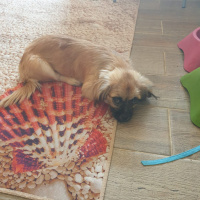 Pekingese, Köpek  Henüz bir adı yok fotoğrafı