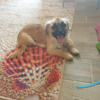 Pekingese, Köpek  Henüz bir adı yok fotoğrafı
