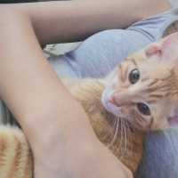 Tekir Kedi, Kedi  Saman fotoğrafı