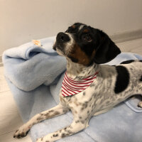 Jack Russell Terrier, Köpek  Maylo fotoğrafı