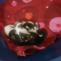 Tekir Kedi, Kedi  Yavrular fotoğrafı