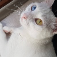 Ankara Kedisi, Kedi  Kedinatör Perry fotoğrafı