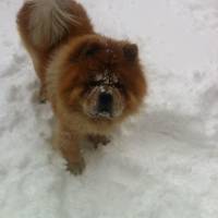 Chow Chow (çin Aslanı), Köpek  Leo fotoğrafı