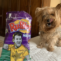 Yorkshire Terrier, Köpek  Paris fotoğrafı