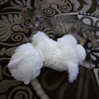 Tekir Kedi, Kedi  Pamuk fotoğrafı