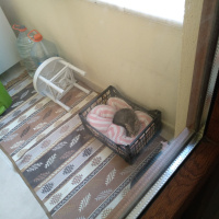 Tekir Kedi, Kedi  Pamuk fotoğrafı