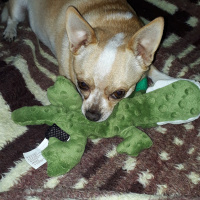 Chihuahua, Köpek  Cesur fotoğrafı