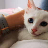 Van Kedisi, Kedi  Pamuk fotoğrafı