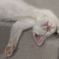 Van Kedisi, Kedi  Pamuk fotoğrafı