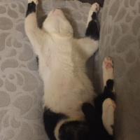 Tekir Kedi, Kedi  Panda fotoğrafı