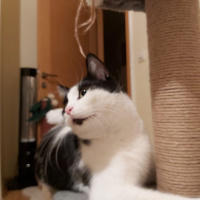 Tekir Kedi, Kedi  Panda fotoğrafı