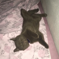 British Shorthair, Kedi  Kahve fotoğrafı