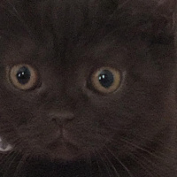 British Shorthair, Kedi  Kahve fotoğrafı
