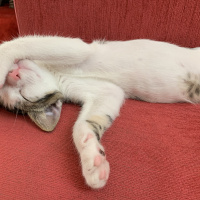 Tekir Kedi, Kedi  Zımpara fotoğrafı