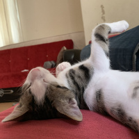 Tekir Kedi, Kedi  Zımpara fotoğrafı