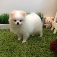 Pomeranyalı, Köpek  İki Harika T-Cup Pomeranian Kukla fotoğrafı