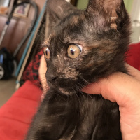 Tekir Kedi, Kedi  Liya fotoğrafı
