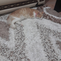 Tekir Kedi, Kedi  Yumak fotoğrafı