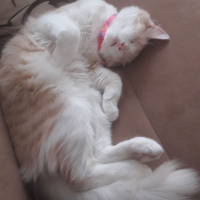 Tekir Kedi, Kedi  Yumak fotoğrafı