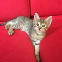 Tekir Kedi, Kedi  Kedi fotoğrafı