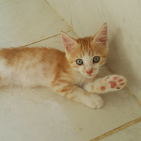 Tekir Kedi, Kedi  Thor fotoğrafı