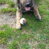 Alman Çoban Köpeği, Köpek  şila fotoğrafı