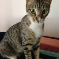 Tekir Kedi, Kedi  Timka fotoğrafı