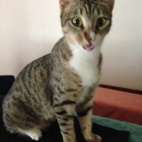 Tekir Kedi, Kedi  Timka fotoğrafı