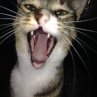 Tekir Kedi, Kedi  Timka fotoğrafı