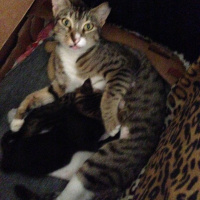 Tekir Kedi, Kedi  Timka fotoğrafı