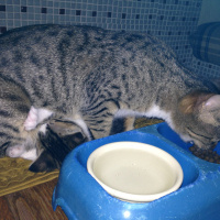 Tekir Kedi, Kedi  Timka fotoğrafı