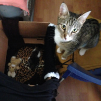 Tekir Kedi, Kedi  Timka fotoğrafı