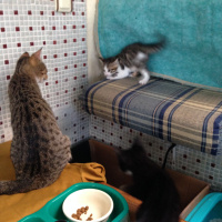 Tekir Kedi, Kedi  Timka fotoğrafı