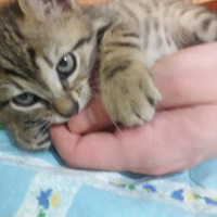 Tekir Kedi, Kedi  Majestic fotoğrafı