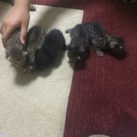 Tekir Kedi, Kedi  Duman ve ailesi fotoğrafı