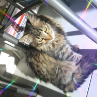 Norwegian Forest, Kedi  Mutlumun fotoğrafı