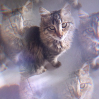 Norwegian Forest, Kedi  Mutlumun fotoğrafı