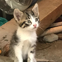 Tekir Kedi, Kedi  casper fotoğrafı
