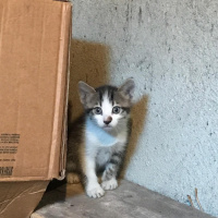 Tekir Kedi, Kedi  casper fotoğrafı