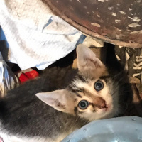 Tekir Kedi, Kedi  casper fotoğrafı